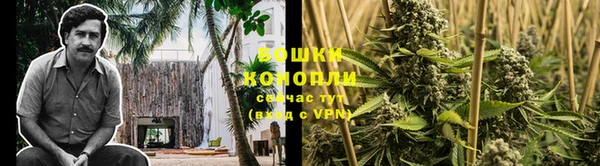 PSILOCYBIN Аркадак